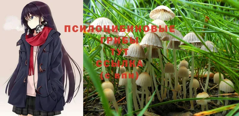 Псилоцибиновые грибы Magic Shrooms  кракен зеркало  Каменногорск  как найти закладки 